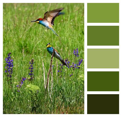 Colorful Birds European Bee Eater Birds Image